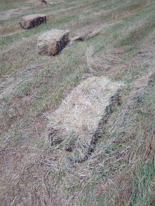 Azevém tradicional em fardo