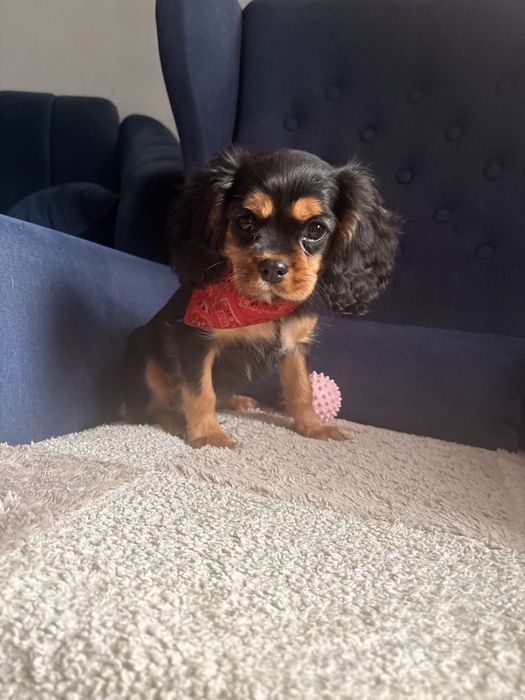 Cavalier King Charles Spaniel piesek.