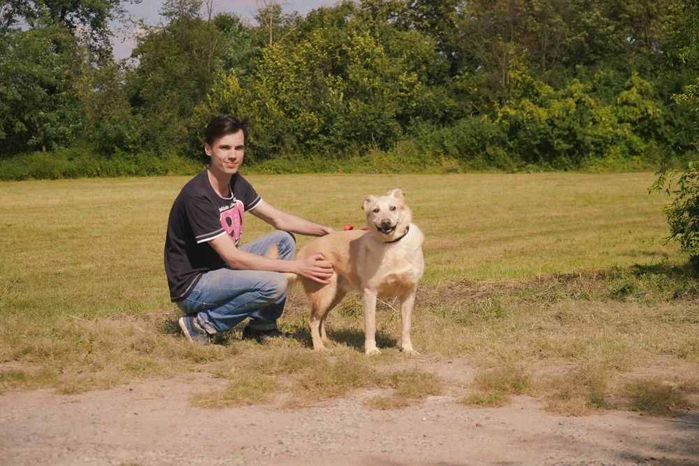 Odyn - super pies w typie labrador