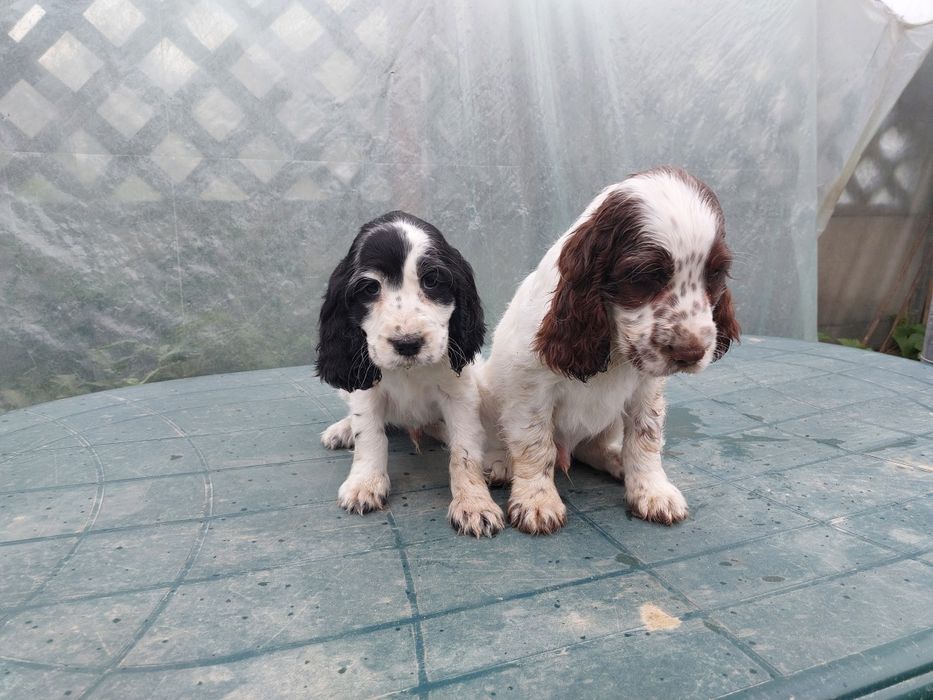 Cocker spaniel szczeniak