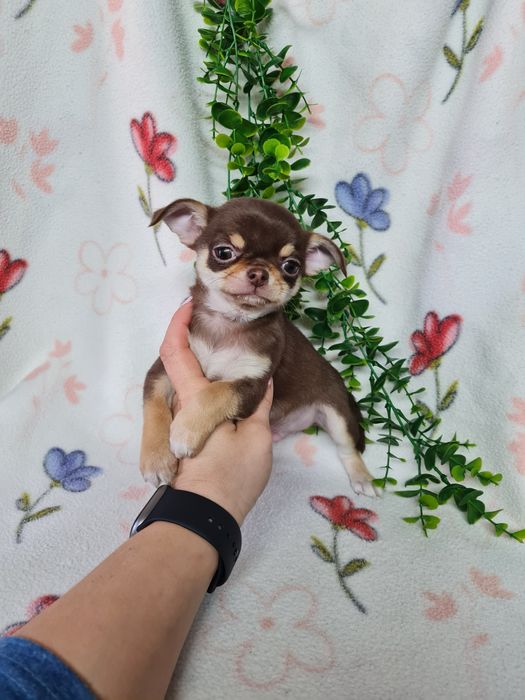 Excecional menino mini Chihuahua/Chiuaua de Qualidade