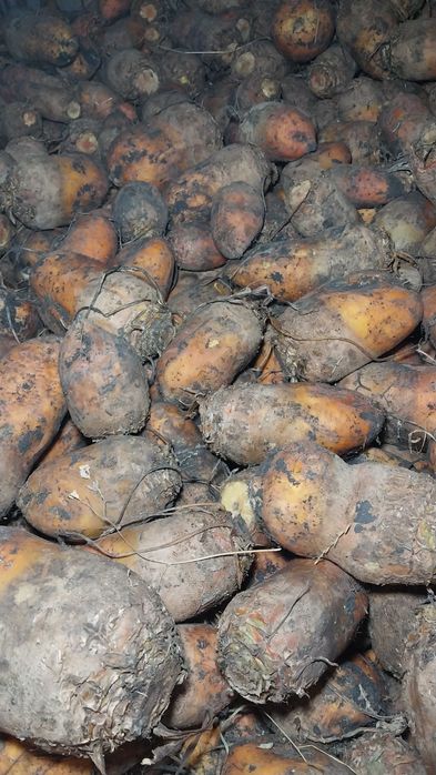 Продам кормовий буряк