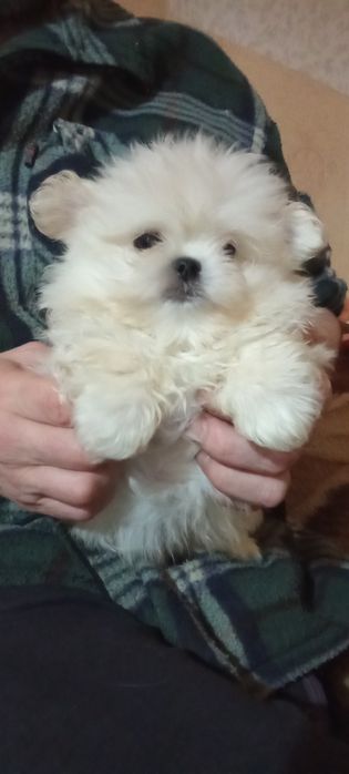 Продам мальтезе - мальтешпиц  мини щенков
