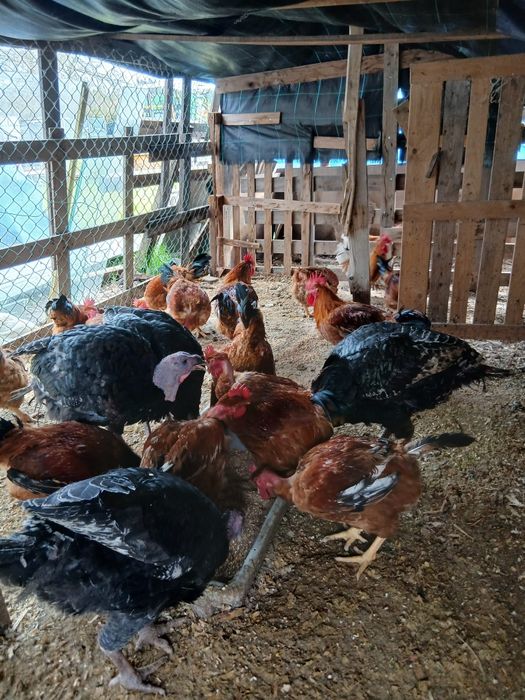 Vendo perus para carne e criar ,e galos