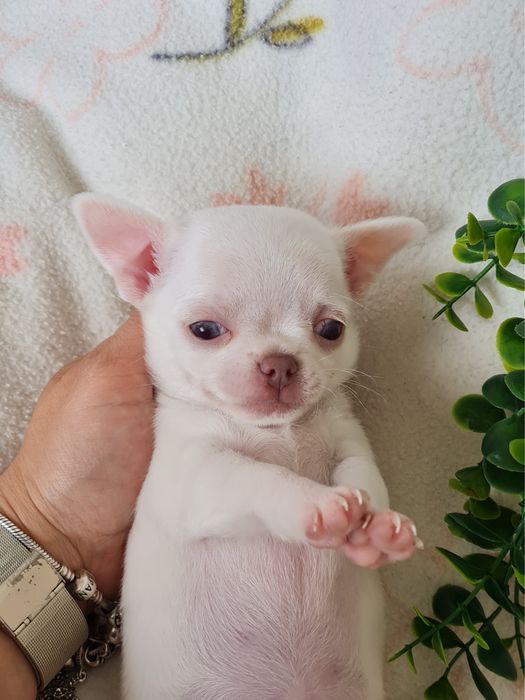 Excelente mini menina Chihuahua/Chiuaua LinhagemRussa de Qualidade
