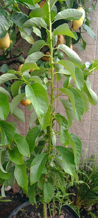 Planta de abacate em vaso.