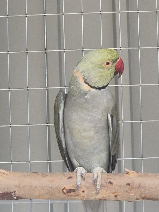 Ringnecks para venda ou troca