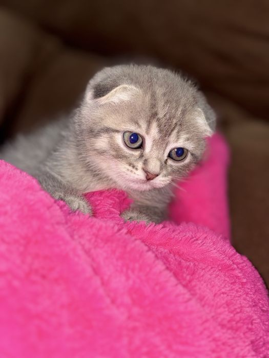 Котята Шотландські