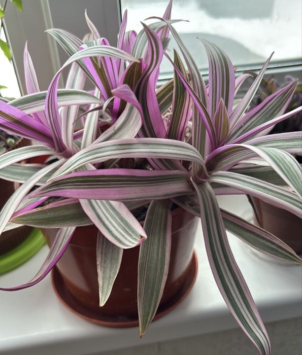 Традесканція та гібазис