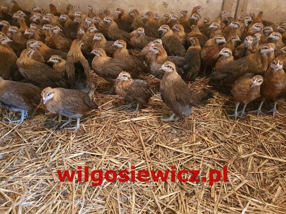 Kury kokoszki nioski Zielononóżki młode transport Gratis