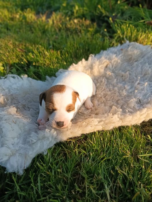 Jack Russell Terrier Suczka