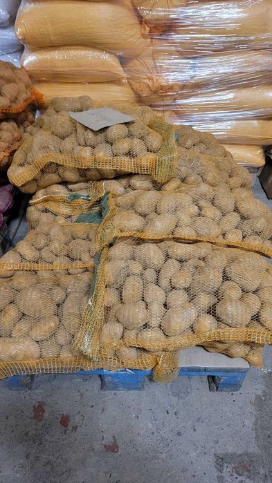 Ziemniaki Jadalne odmiany Soraya, Gala, Redsonia, Balticrose