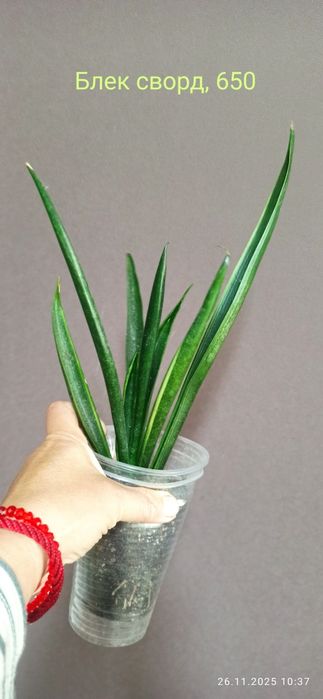 Сансевієрії ханні і інші