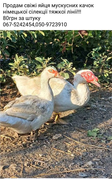 Інкубаційне яйце