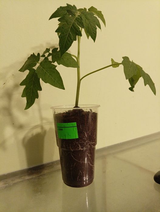 Rozsada pomidora