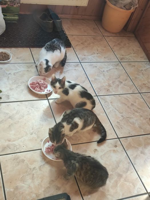 Oddam kota w dobre ręce