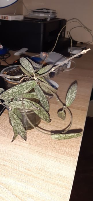 Хойи взрослые растения