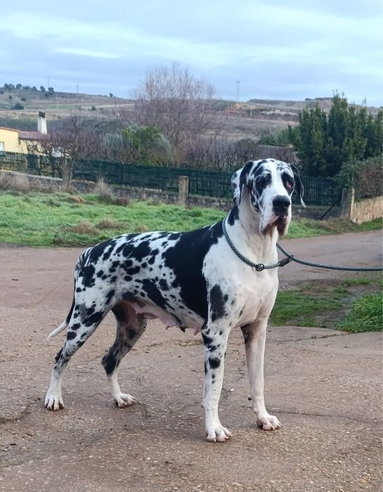 Dogue Alemao Preto Macho