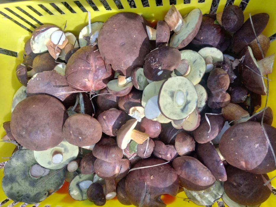 Grzyby podgrzybki ,prawdziwki