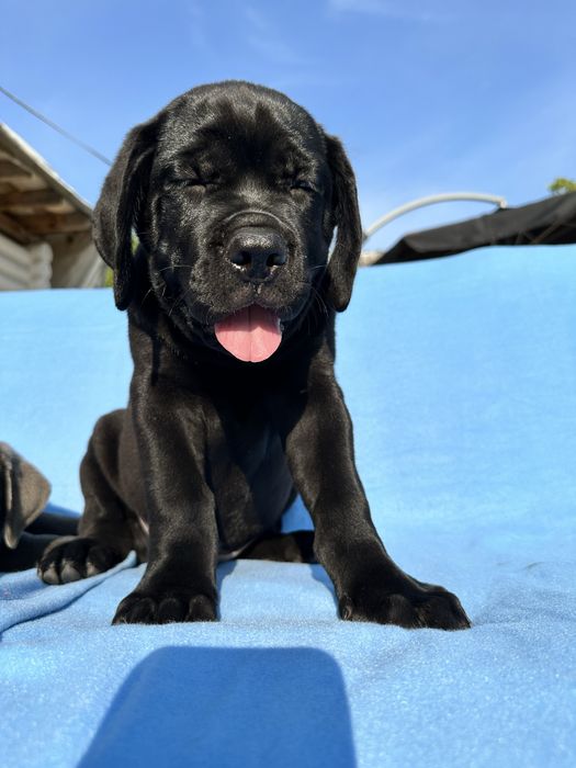 Топовый чёрный Cane Corso 2 мес,— племенной красавец