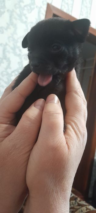 Міні той тер'єр хочуть у вашу родину