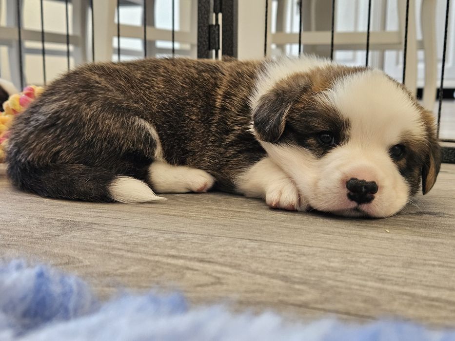 Welsh Corgi Cardigan piesek FCI