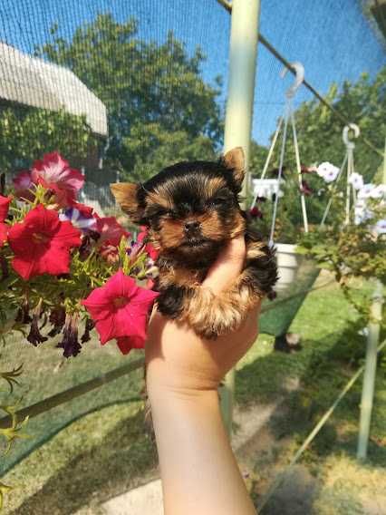 Маленький комік для великої родини!