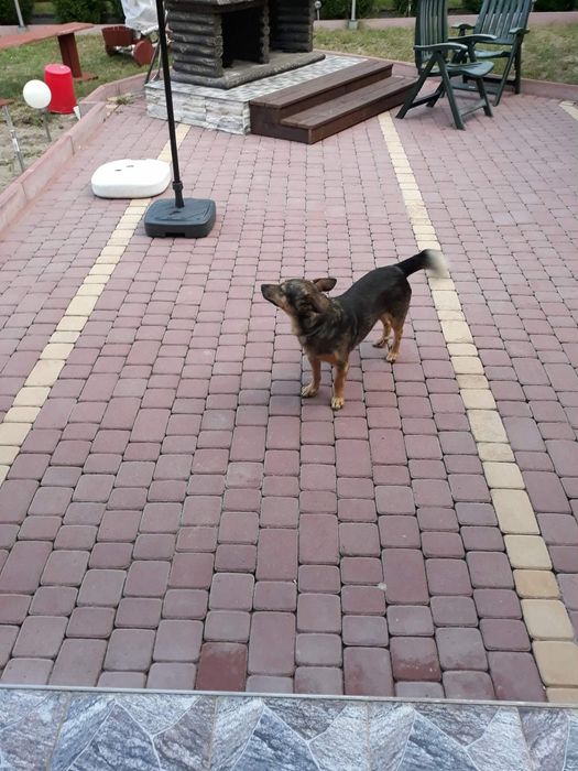 Oddam  Psa  LUCKY  w dobre ręce  Do oddania  pies Lucky