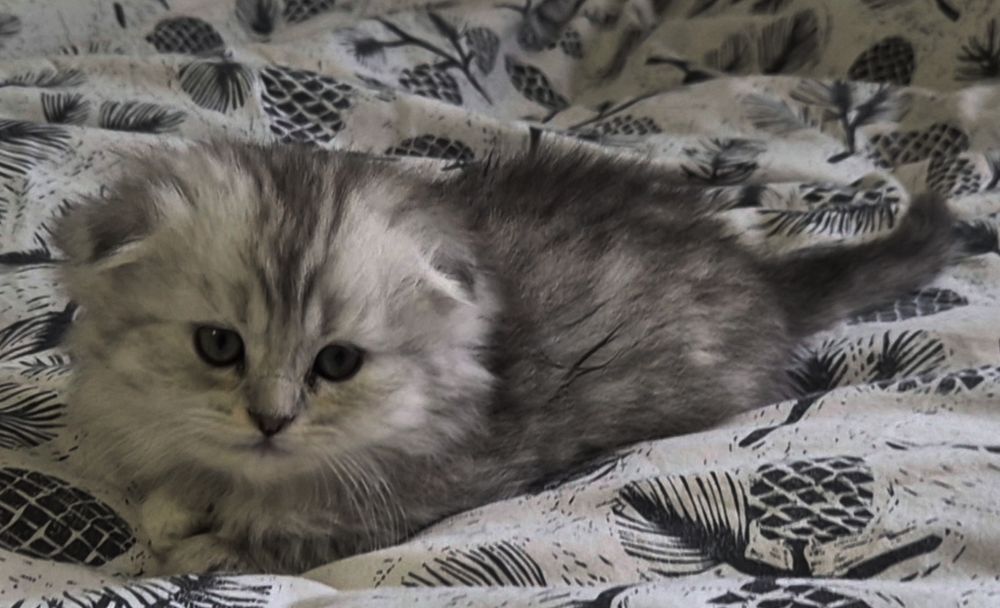 Прямоухие и вислоухие шотландские котята, девочки и мальчик