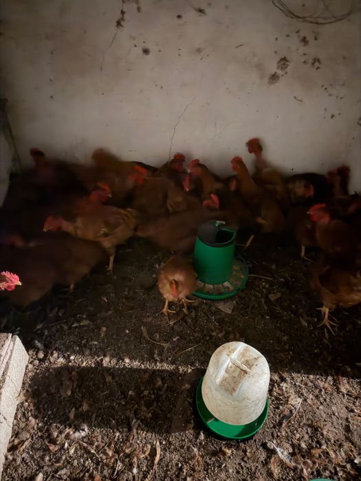 Galos vermelhos criados naturalmente