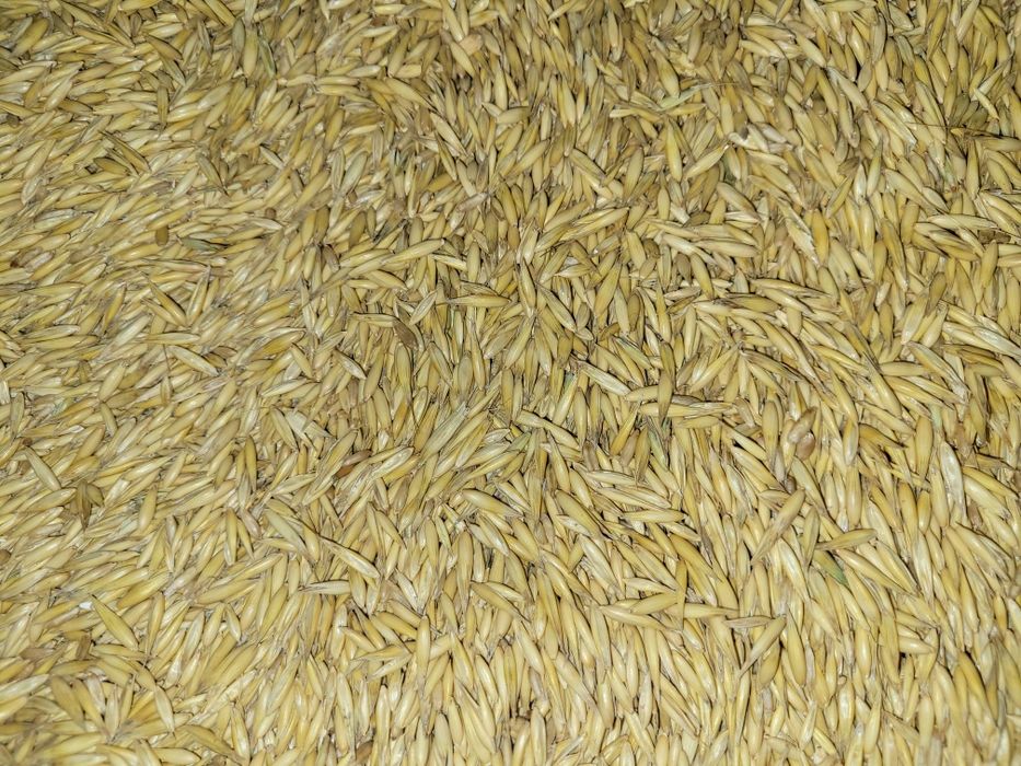 Owies, pellet 40kg, Bigbag 500kg