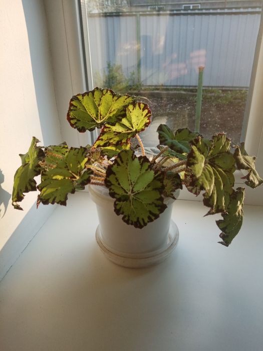 Бегония комнатная