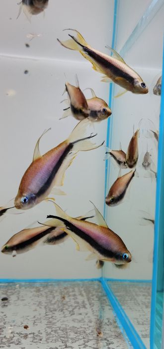 Tetra cesarska ładna