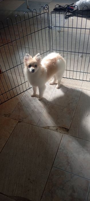 Lulu da Pomerânia menina