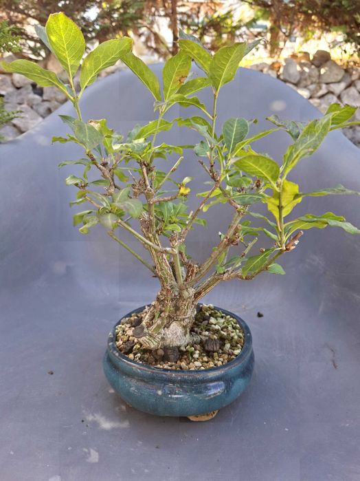 Bonsai Euonymus Europea