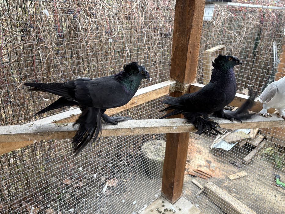 Turkoty para parzysta