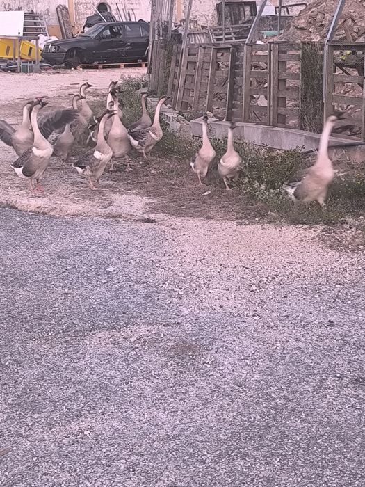 Gansos da Guiné novos deste ano grandes