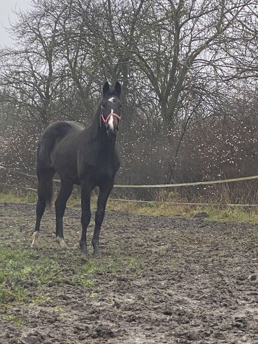 Ogier ogierek z kwietnia 2024