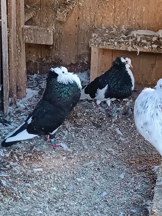 Garłacze , gołębie , sztaficery