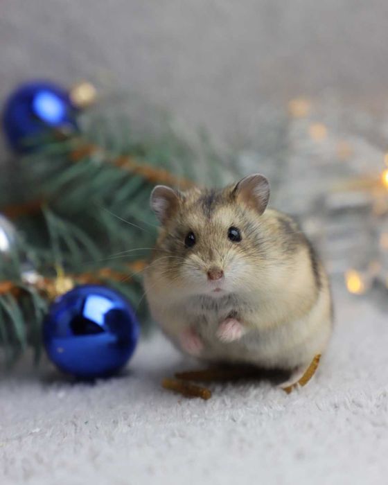 Chomik, chomiki, chomik campbella, rodowodowe chomiki campbella