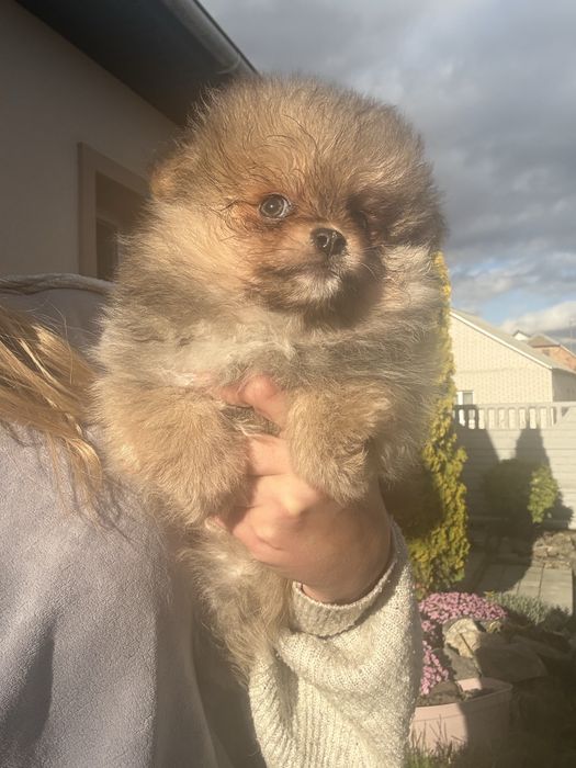 Продам малят  Шпіців