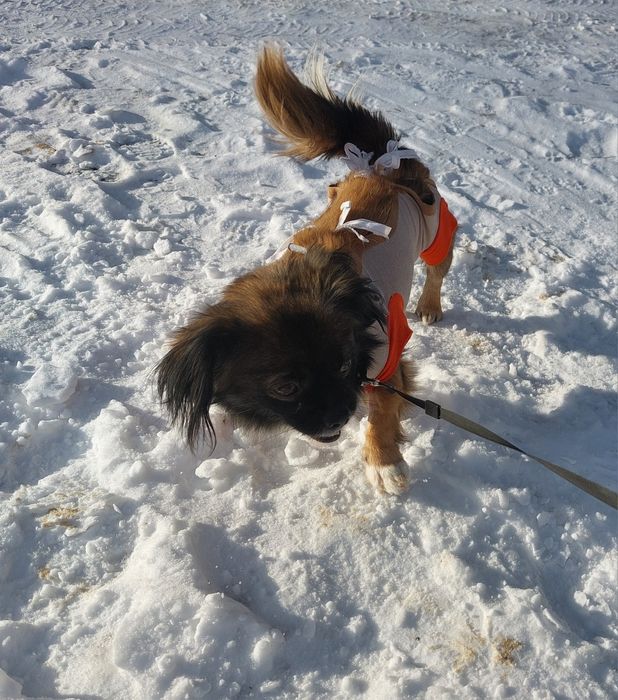 PEKINKA - szuka wyjątkowego Domu