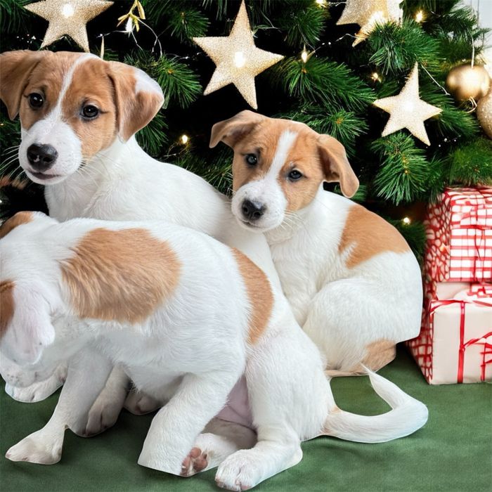 Цуценята Джек- Рассел, Пес Патрон