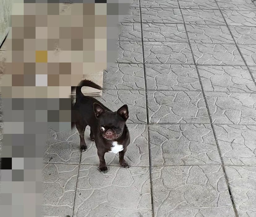 Чихуахуа  цветной ген