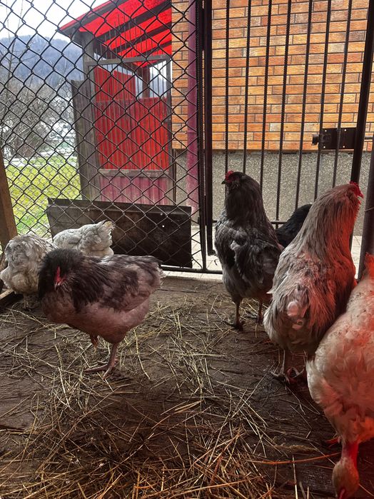 Амераукана кури  продам інкубаційні яйця