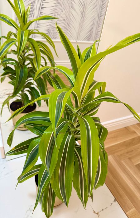 DRACENA fragrans , lemon lime, śliczna roślina wys90cm