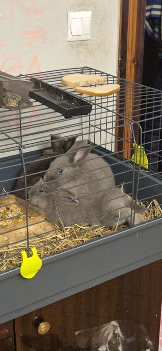 Królik miniaturka samiec