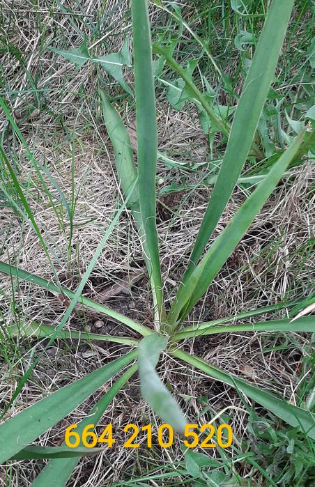 Juka ogrodowa młoda