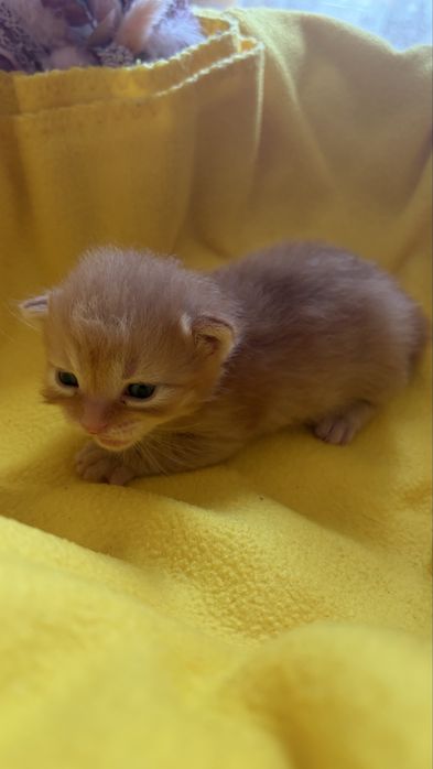 Котики в добрі руки