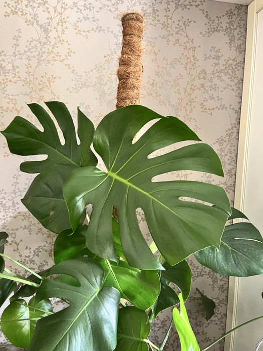 Monstera roślina w doniczce